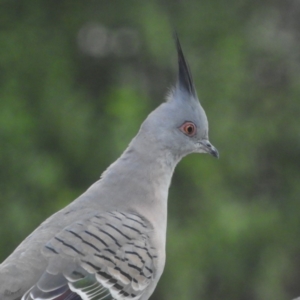 Ocyphaps lophotes at Kambah, ACT - 31 Mar 2020