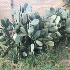 Opuntia ficus-indica (Indian Fig, Spineless Cactus) at Monash, ACT - 6 Apr 2020 by KimL