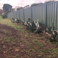 Opuntia ficus-indica at Monash, ACT - 7 Apr 2020