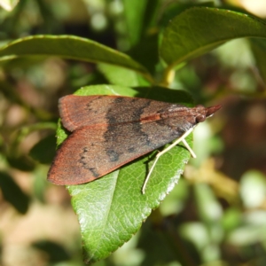 Uresiphita ornithopteralis at Kambah, ACT - 31 Mar 2020