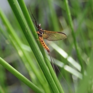 Ephemeroptera (order) at Cook, ACT - 7 Apr 2020 01:16 PM