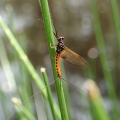 Ephemeroptera (order) at Cook, ACT - 7 Apr 2020