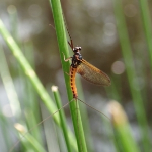 Ephemeroptera (order) at Cook, ACT - 7 Apr 2020