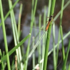 Ephemeroptera (order) at Cook, ACT - 7 Apr 2020