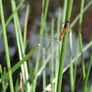 Ephemeroptera (order) at Cook, ACT - 7 Apr 2020 01:16 PM