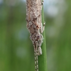 Leptoceridae sp. (family) at Cook, ACT - 7 Apr 2020