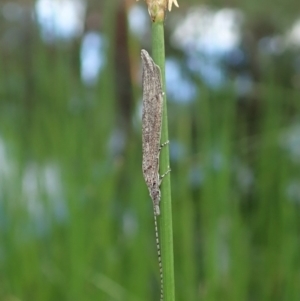 Leptoceridae sp. (family) at Cook, ACT - 7 Apr 2020