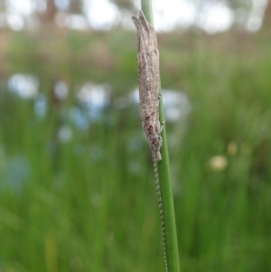 Leptoceridae sp. (family) at Cook, ACT - 7 Apr 2020