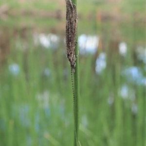 Leptoceridae sp. (family) at Cook, ACT - 7 Apr 2020