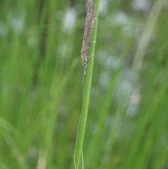 Leptoceridae sp. (family) at Cook, ACT - 7 Apr 2020