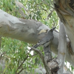 Strepera versicolor (Grey Currawong) at Black Range, NSW - 8 Apr 2020 by StephH