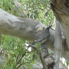 Strepera versicolor (Grey Currawong) at Black Range, NSW - 8 Apr 2020 by Steph H