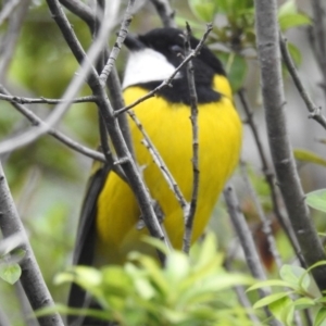 Pachycephala pectoralis at Kambah, ACT - 8 Apr 2020