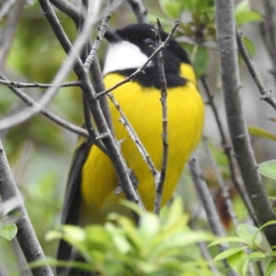 Pachycephala pectoralis (Golden Whistler) at Kambah, ACT - 8 Apr 2020 by HelenCross