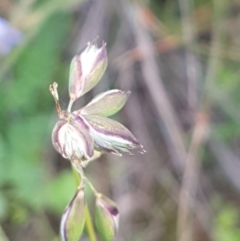 Rytidosperma (genus) (Wallaby Grass) at Bass Gardens Park, Griffith - 8 Apr 2020 by SRoss
