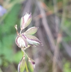 Rytidosperma sp. (Wallaby Grass) at Griffith, ACT - 8 Apr 2020 by SRoss