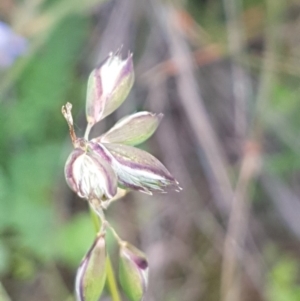 Rytidosperma sp. at Griffith, ACT - 8 Apr 2020