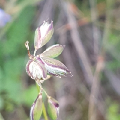 Rytidosperma sp. (Wallaby Grass) at Griffith, ACT - 8 Apr 2020 by SRoss