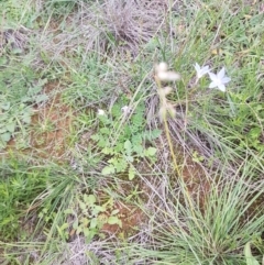 Rytidosperma sp. at Griffith, ACT - 8 Apr 2020