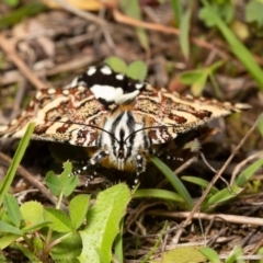 Apina callisto (Pasture Day Moth) at Kama - 8 Apr 2020 by Roger