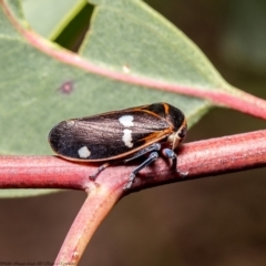 Eurymela fenestrata (Gum tree leafhopper) at Kama - 8 Apr 2020 by Roger