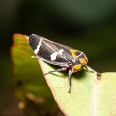 Eurymeloides pulchra (Gumtree hopper) at Kama - 8 Apr 2020 by Roger