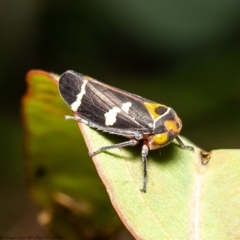 Eurymeloides pulchra (Gumtree hopper) at Dunlop, ACT - 8 Apr 2020 by Roger