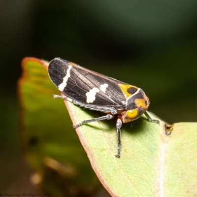 Eurymeloides pulchra (Gumtree hopper) at Kama - 8 Apr 2020 by Roger