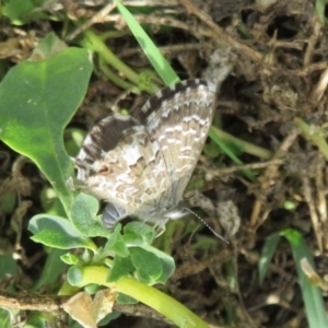 Theclinesthes serpentata at Fyshwick, ACT - 8 Apr 2020