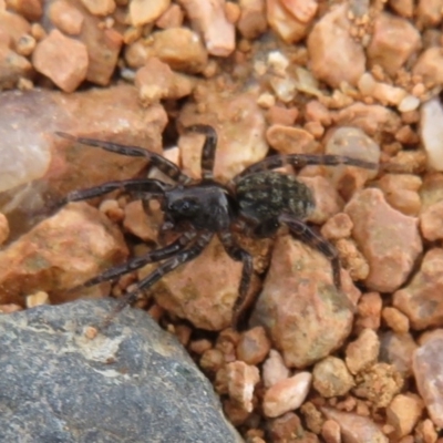 Lycosidae (family) (Unidentified wolf spider) at Jerrabomberra Wetlands - 8 Apr 2020 by Christine