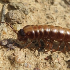 Diplopoda (class) (Unidentified millipede) at Fyshwick, ACT - 8 Apr 2020 by Christine