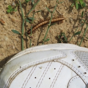 Diplopoda (class) at Fyshwick, ACT - 8 Apr 2020