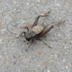 Bobilla sp. (genus) (A Small field cricket) at Jerrabomberra Wetlands - 8 Apr 2020 by Christine