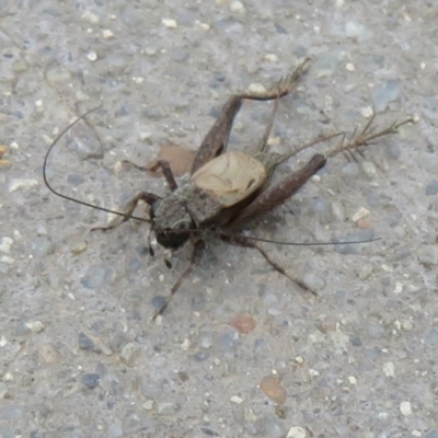 Bobilla sp. (genus) (A Small field cricket) at Jerrabomberra Wetlands - 8 Apr 2020 by Christine