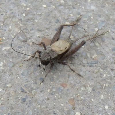 Bobilla sp. (genus) (A Small field cricket) at Fyshwick, ACT - 8 Apr 2020 by Christine