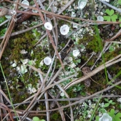 Cladonia sp. (genus) at Isaacs, ACT - 7 Apr 2020