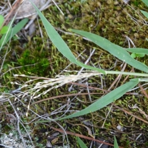 Panicum effusum at Isaacs, ACT - 7 Apr 2020