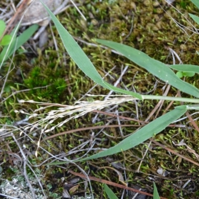 Panicum effusum (Hairy Panic Grass) at Isaacs, ACT - 7 Apr 2020 by Mike