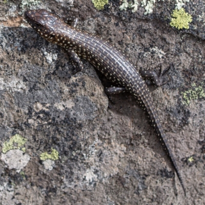 Egernia cunninghami (Cunningham's Skink) at Rossi, NSW - 6 Apr 2020 by SthTallagandaSurvey