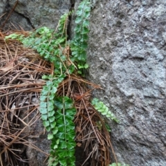 Asplenium flabellifolium (Necklace Fern) at Isaacs, ACT - 7 Apr 2020 by Mike