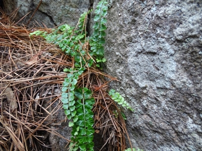 Asplenium flabellifolium (Necklace Fern) at Isaacs, ACT - 7 Apr 2020 by Mike