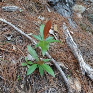 Photinia serratifolia at Isaacs Ridge and Nearby - 7 Apr 2020