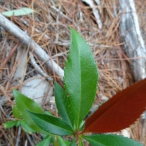 Photinia serratifolia at Isaacs Ridge and Nearby - 7 Apr 2020