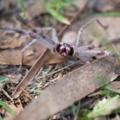 Sparassidae (family) (A Huntsman Spider) at Rossi, NSW - 11 Mar 2020 by SthTallagandaSurvey