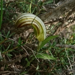 Diplodium truncatum (Little Dumpies, Brittle Greenhood) at Conder, ACT - 8 Apr 2020 by dan.clark