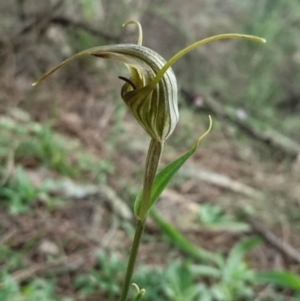 Diplodium laxum at Theodore, ACT - suppressed