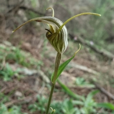 Diplodium laxum (Antelope greenhood) at Theodore, ACT - 8 Apr 2020 by dan.clark