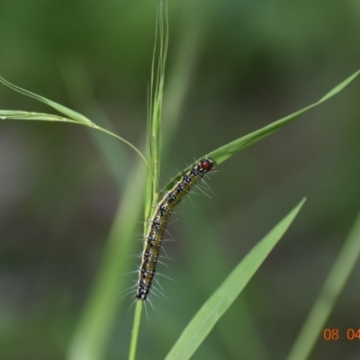 Uresiphita ornithopteralis (Tree Lucerne Moth) at Weston, ACT - 7 Apr 2020 by AliceH