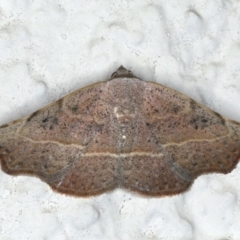 Sophta concavata (Varied Hookwing) at Ainslie, ACT - 7 Apr 2020 by jb2602