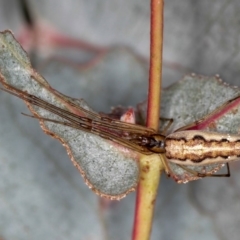 Tetragnatha sp. (genus) (Long-jawed spider) at West Belconnen Pond - 5 Apr 2012 by Bron